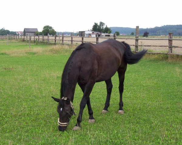 Pferd Donna (Tschechisches Warmblut,  )