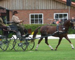 Pferd Moonlight (Welsh Pony (Sek.B), 1992, von Courage)