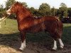 stallion Nebo Brenin (Welsh-Cob (Sek. D), 1971, from Parc Welsh Flyer)