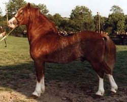 Deckhengst Nebo Brenin (Welsh-Cob (Sek. D), 1971, von Parc Welsh Flyer)