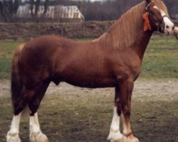Deckhengst Nebo Sportsman (Welsh-Cob (Sek. D), 1977, von Nebo Brenin)