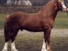 stallion Nebo Sportsman (Welsh-Cob (Sek. D), 1977, from Nebo Brenin)