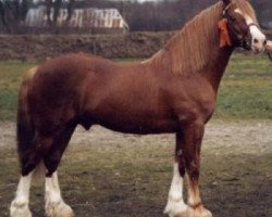 stallion Nebo Sportsman (Welsh-Cob (Sek. D), 1977, from Nebo Brenin)