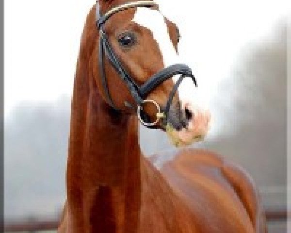stallion Fabregas (Hanoverian, 2006, from Florencio I)