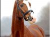 stallion Fabregas (Hanoverian, 2006, from Florencio I)