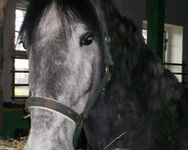 Dressurpferd Kuba (Polnisches Warmblut, 2005)