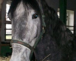 dressage horse Kuba (Polnisches Warmblut, 2005)