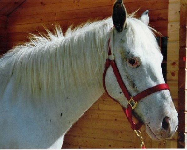 broodmare Iduna af Bredow (Knabstrupper, 2000, from Tjalfi)