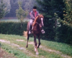 horse Helios-Ibn-Haram ox (Arabian thoroughbred, 1990, from Haram Ibn Halima ox)