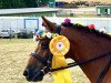 dressage horse Summer (Belgian Riding Pony, 2005)