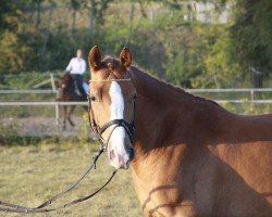 dressage horse Locarno (Haflinger, 2004)