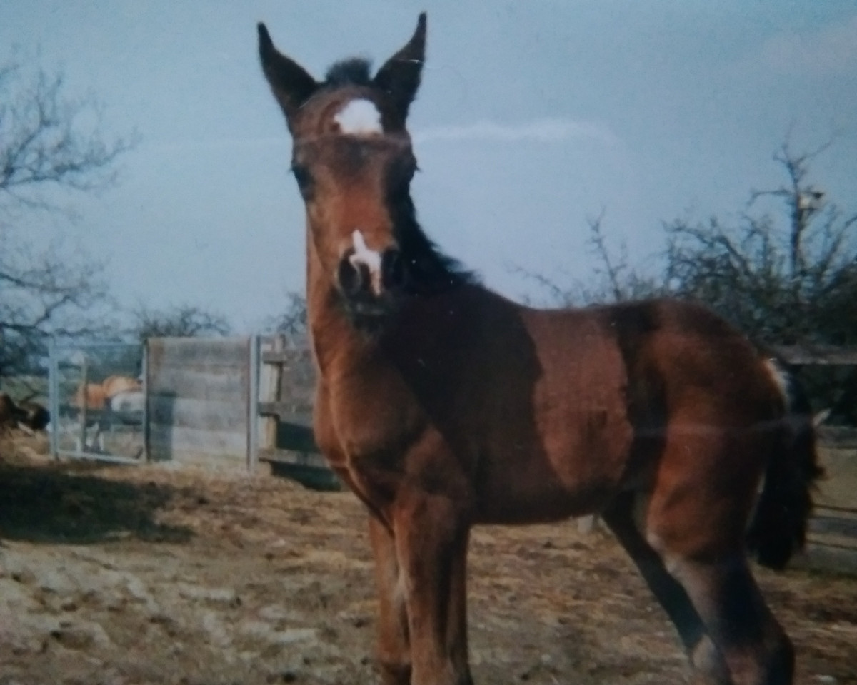 broodmare Miss Magic (Arab half breed / Partbred, 1996, from Haram Ibn Halima ox)