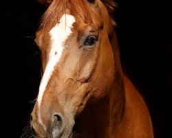 dressage horse Pünktchen (Westphalian, 1998, from Pik Labionics)