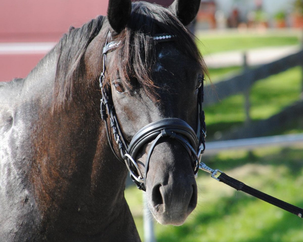 stallion Samarino H (Oldenburg, 2008, from Sandro Hit)