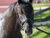 stallion Samarino H (Oldenburg, 2008, from Sandro Hit)