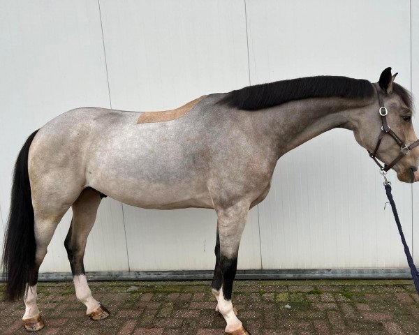 dressage horse Infinity Diamond (Nederlands Welsh Ridepony, 2018, from Jonkers' Jayden)