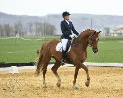 dressage horse Dacapo 307 (Hanoverian, 2016, from Domani 28)