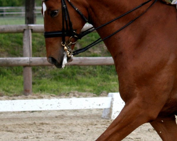 dressage horse Beltino (Westphalian, 2003, from Beltain)
