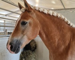 dressage horse Abalon (Haflinger, 2015, from Adonis (AUT))