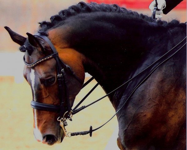 dressage horse Welthanario (Oldenburg, 2003, from Weltissimo 3)