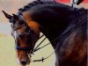 dressage horse Welthanario (Oldenburg, 2003, from Weltissimo 3)