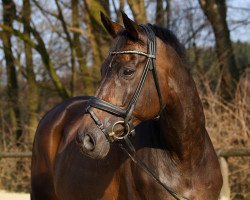 dressage horse Kasparow (Trakehner, 1995, from Gipsy King)