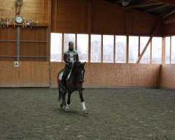 Zuchtstute Catlyn (Deutsches Reitpony, 2006, von FS Champion de Luxe)