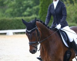 dressage horse Daedalus (Westphalian, 2015, from Diamond Hit)