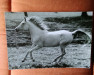 broodmare Halima 1963 ox (Arabian thoroughbred, 1963, from Shahid RAS)