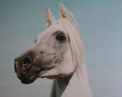 broodmare Hodah ox (Arabian thoroughbred, 1982, from El Hilal 1970 EAO ox)