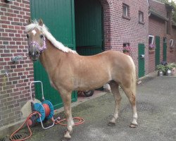 horse Ariwa 6 (Haflinger, 1994, from Artus (25% ox))