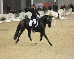 dressage horse Domiro H (Westphalian, 2006, from De Libris)