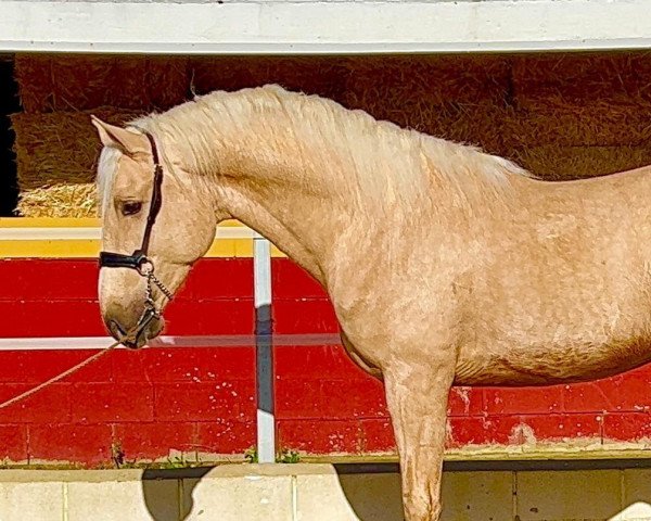 broodmare ZUNGAN (Andalusier, 2018, from Vater)