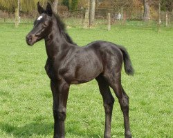 broodmare Saviana (Westphalian, 2006, from Stedinger)