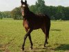 broodmare Leonie 165 (Westphalian, 2002, from Lancer III)