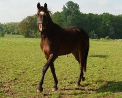 broodmare Leonie 165 (Westphalian, 2002, from Lancer III)