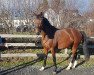 broodmare Stute von Apollon / Prinz Wilhelm (Westphalian, 2017, from Apollon)