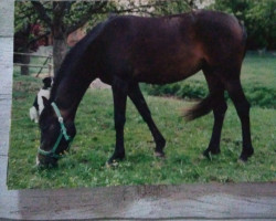 Zuchtstute Leonie-Löwenherz (Deutsches Reitpferd, 1993, von Haram Ibn Halima ox)