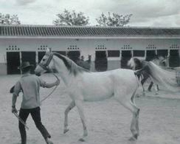 broodmare Brussa II ox (Arabian thoroughbred, 1958, from Uad-El-kebir ox)