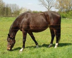 broodmare Fresena (Westphalian, 1998, from Faveur)