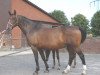 broodmare Penny Lane (Westphalian, 1995, from Paradox I)