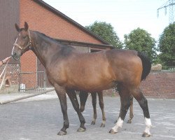 broodmare Penny-Lane 10 (Westphalian, 1995, from Paradox I 1697)