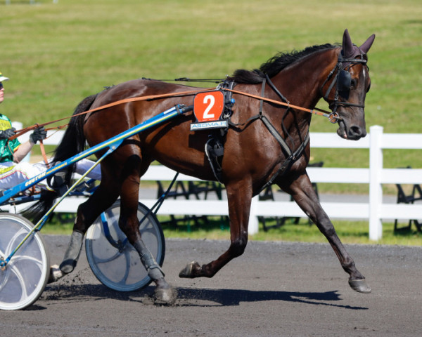 horse An-Dorra (FI) (American Trotter, 2017, from Maharajah 05-1229 (SE))