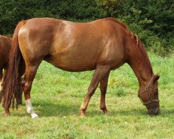 broodmare Stella (Westphalian, 1998, from Saint Tropez)