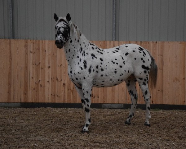 Pferd Scarlet (Polnisches Warmblut, 2019)