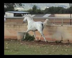 horse Fer Trebol (Pura Raza Espanola (PRE), 2009, from Fer Tempranillo)