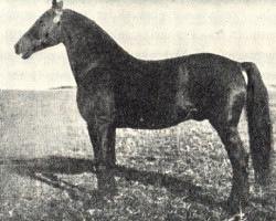 stallion Ehrenberg (DE) (Traber, 1924, from Palmetto Watts 59822 (US))