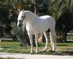 stallion Fer Davinci (Pura Raza Espanola (PRE), 2005, from Fer Tempranillo)