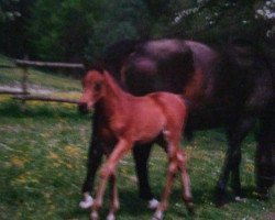 horse Leon (German Warmblood, 1990, from Haram Ibn Halima ox)