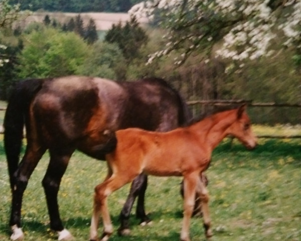 Pferd Harams-Leroy (Deutsches Reitpferd, 1994, von Haram Ibn Halima ox)